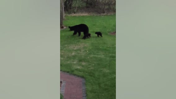 Bear, 3 cubs sighted in Oak Grove, Minn.