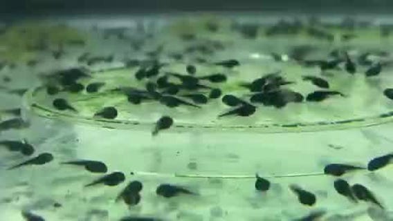 Como Zoo raising rare toad tadpoles to be released back into wild