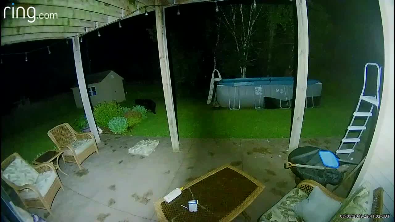 Black bear sighted in family's backyard in Elk River, Minn.