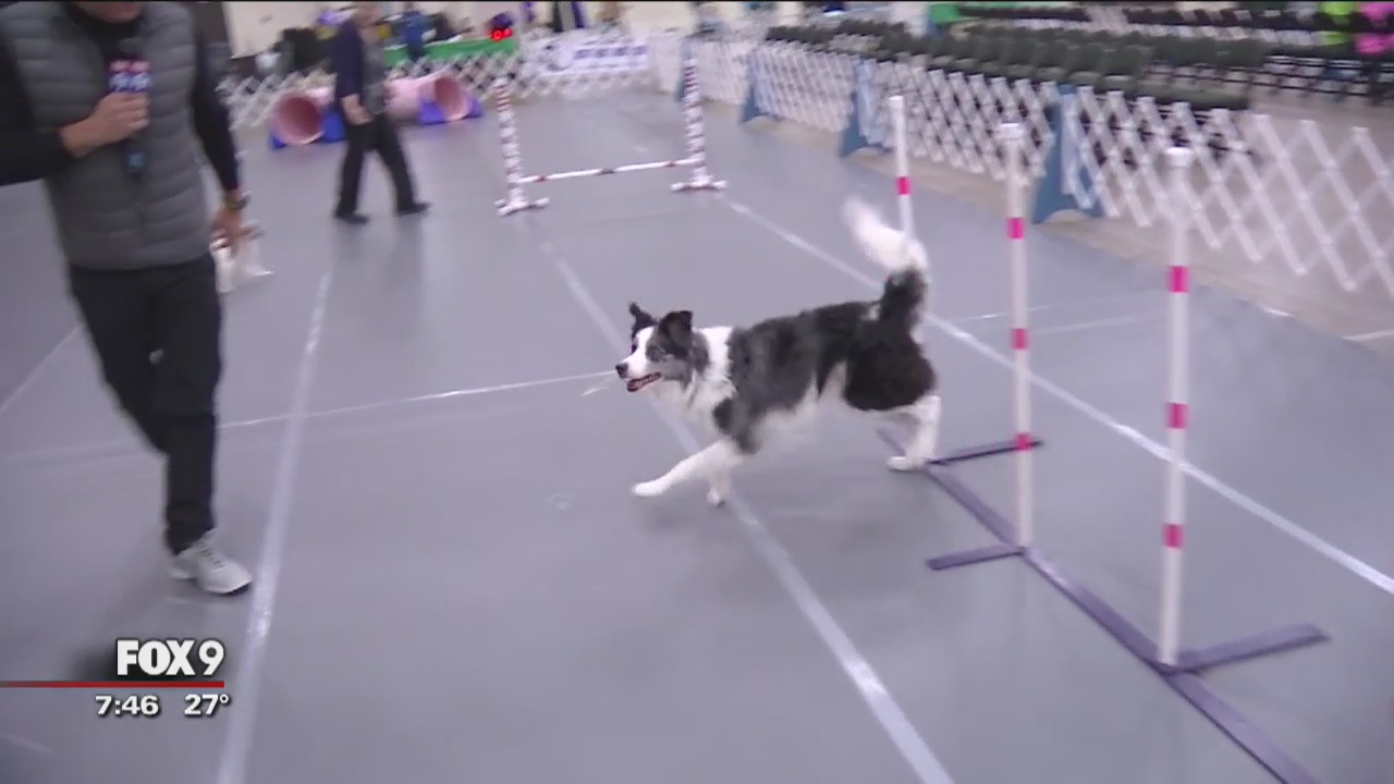 Land O'Lakes Kennel Club Dog Show at St. Paul RiverCentre