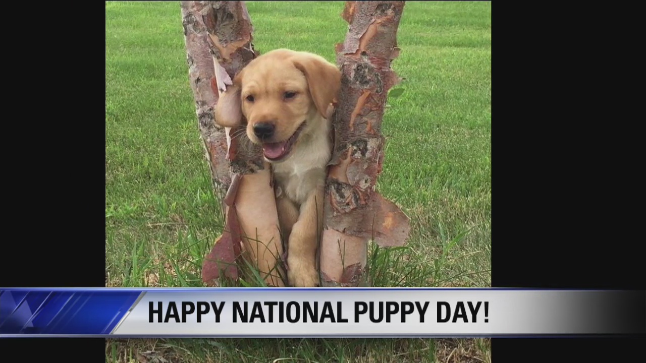 National Puppy Day