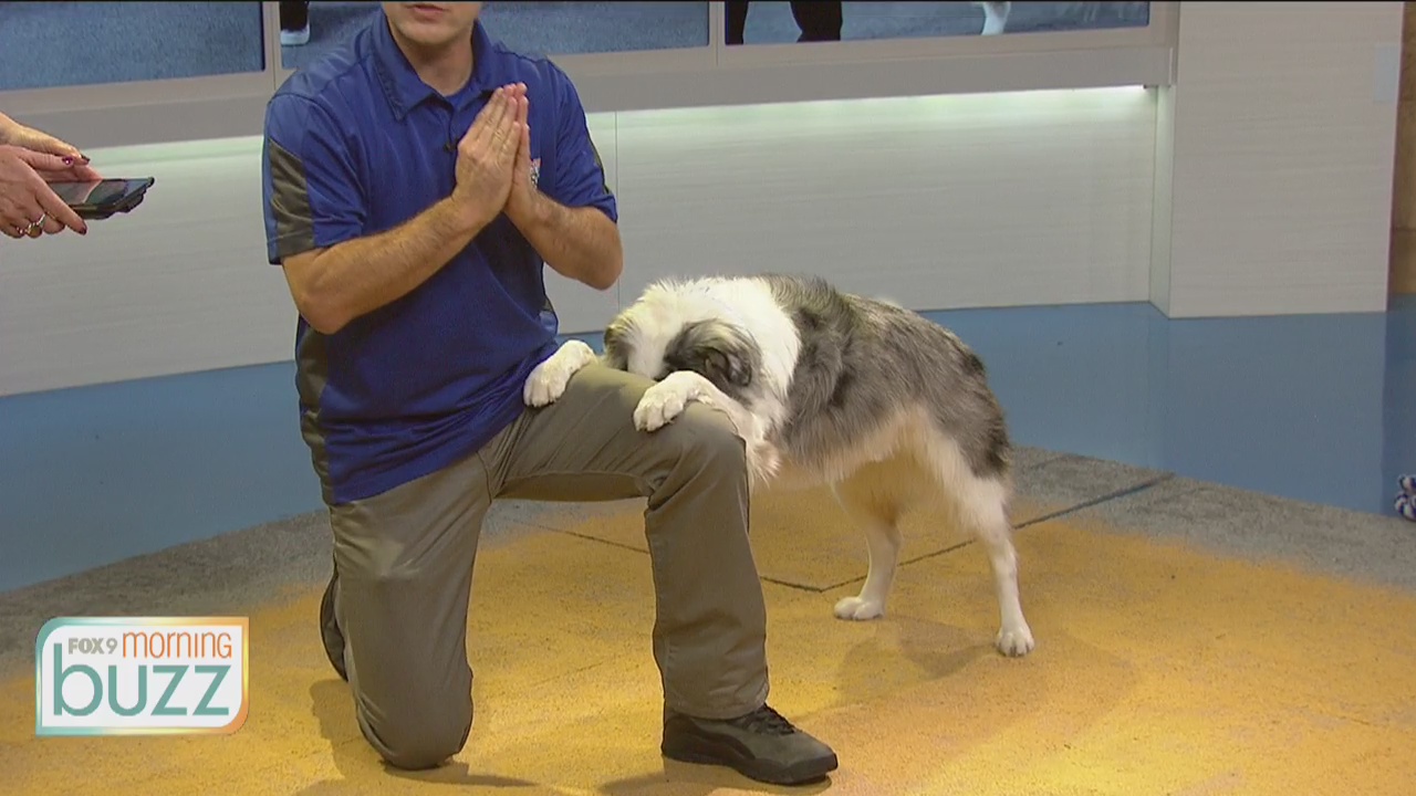 Vinny the dog shows off his tricks on the FOX 9 Buzz