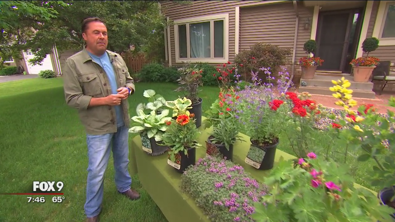 Garden Guy: Top 10 underused perennials