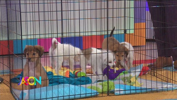 Puppies stop by The Jason Show