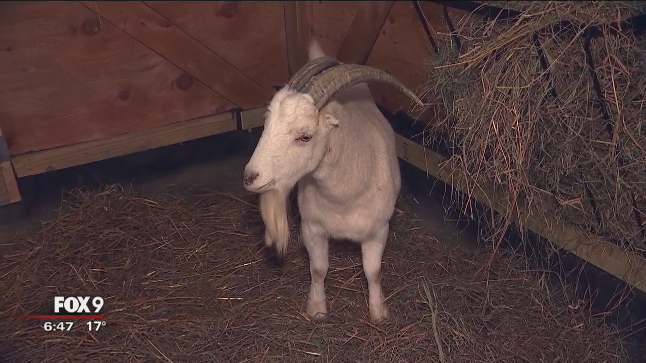 Meet the animals of Farmaste