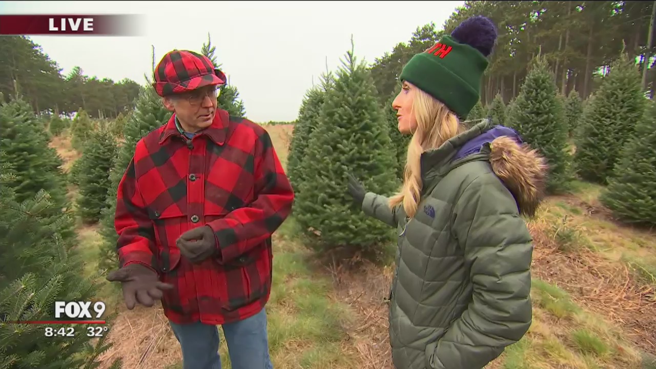 Christmas trees: Green isn't your only color option now!