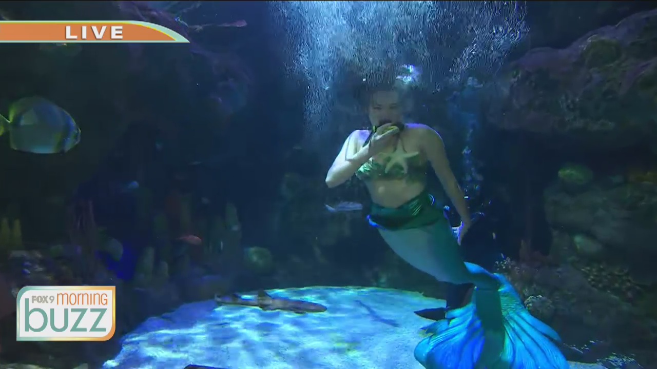 Mermaids swimming at SEA LIFE at Mall of America during October