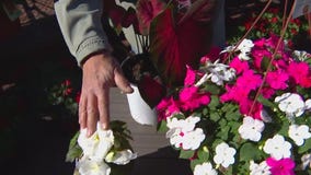 What flowers can you plant now? Dale K on protecting your plants from frost
