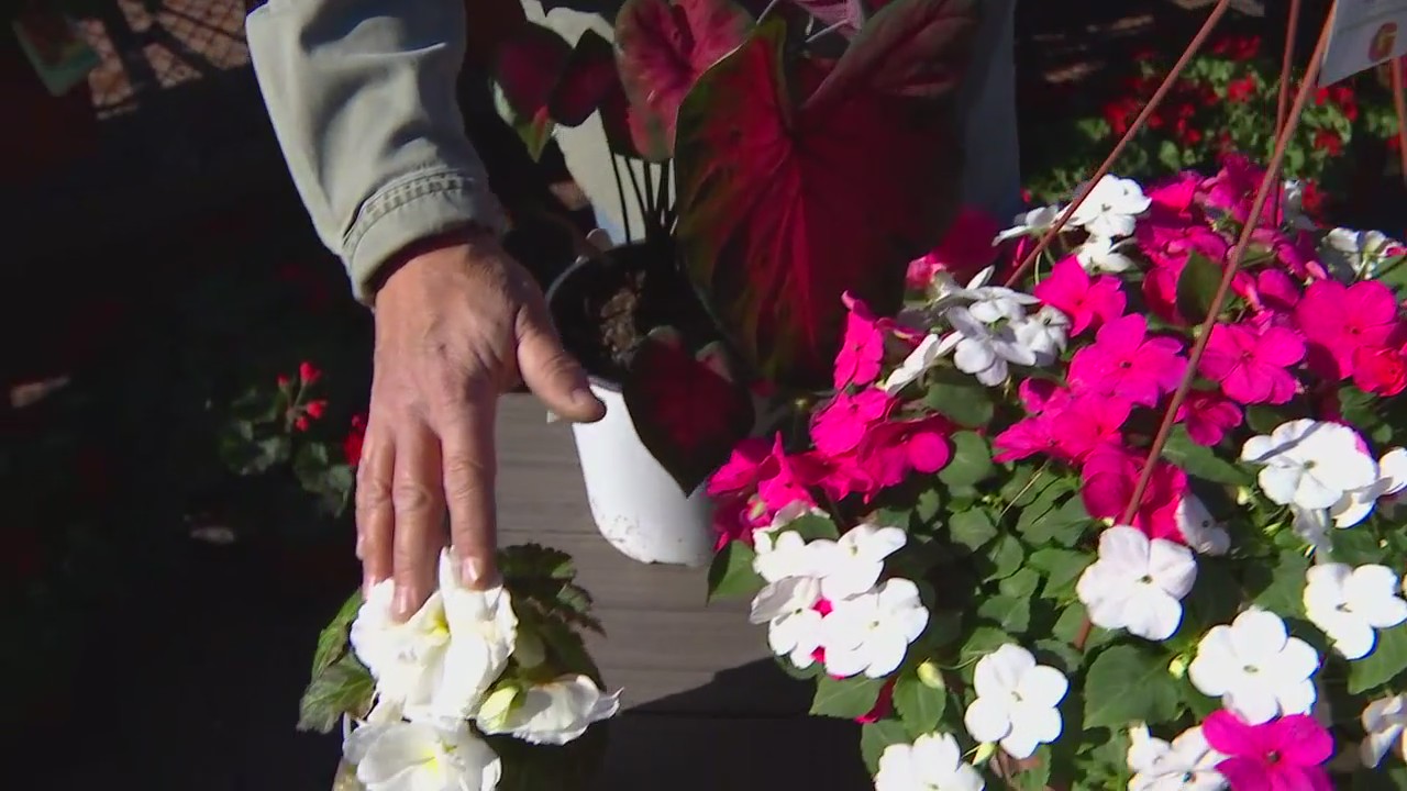 What flowers can you plant now? Dale K on protecting your plants from frost