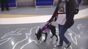 Keeping your pets healthy and calm on your next trip