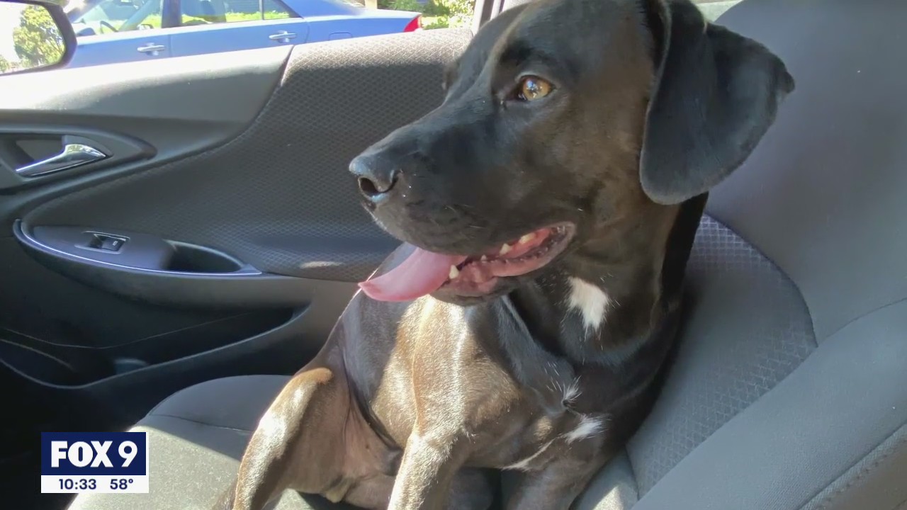 Owner desperately searching after dog is stolen in Richfield