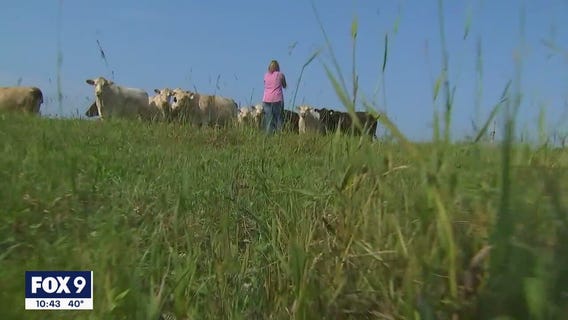Minnesota cattle farmer sells half of herd after tough drought season