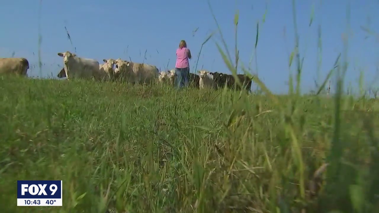Minnesota cattle farmer sells half of herd after tough drought season