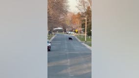 Bear with trap on its leg spotted in Maple Grove