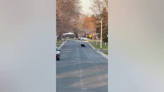 Bear with trap on its leg spotted in Maple Grove