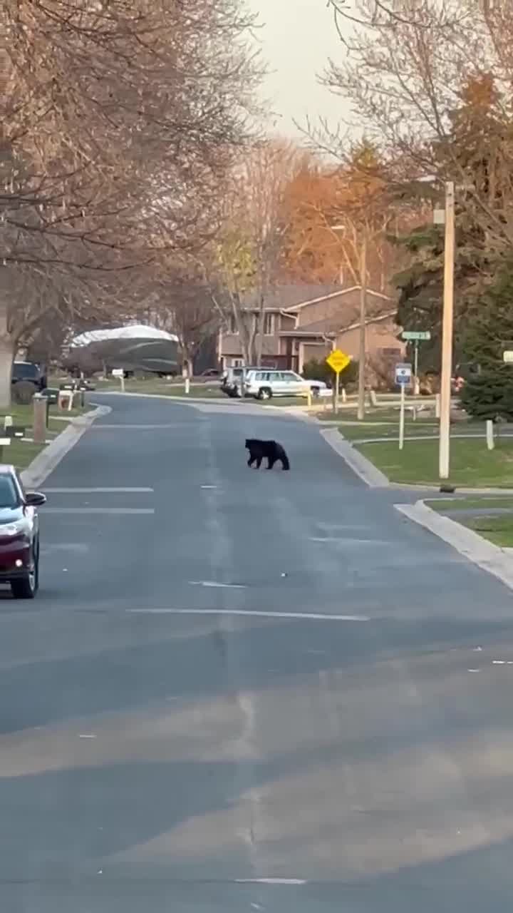 Bear with trap on its leg spotted in Maple Grove
