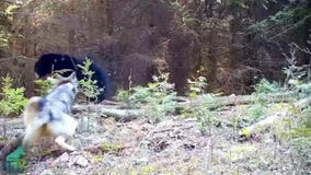 Minnesota wolves chase black bear away from den