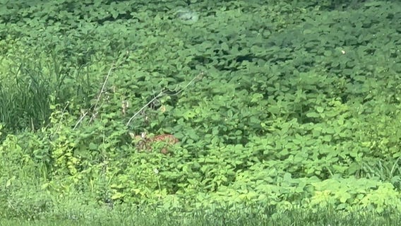 Fawn spotted hiding in Shorewood