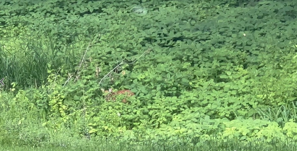 Fawn spotted hiding in Shorewood