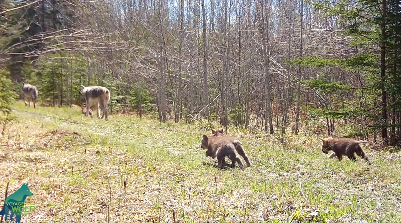 Northern Minnesota wolf pups run to keep up with parents