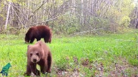 Bear cub being a 'twerp' in Northern Minnesota