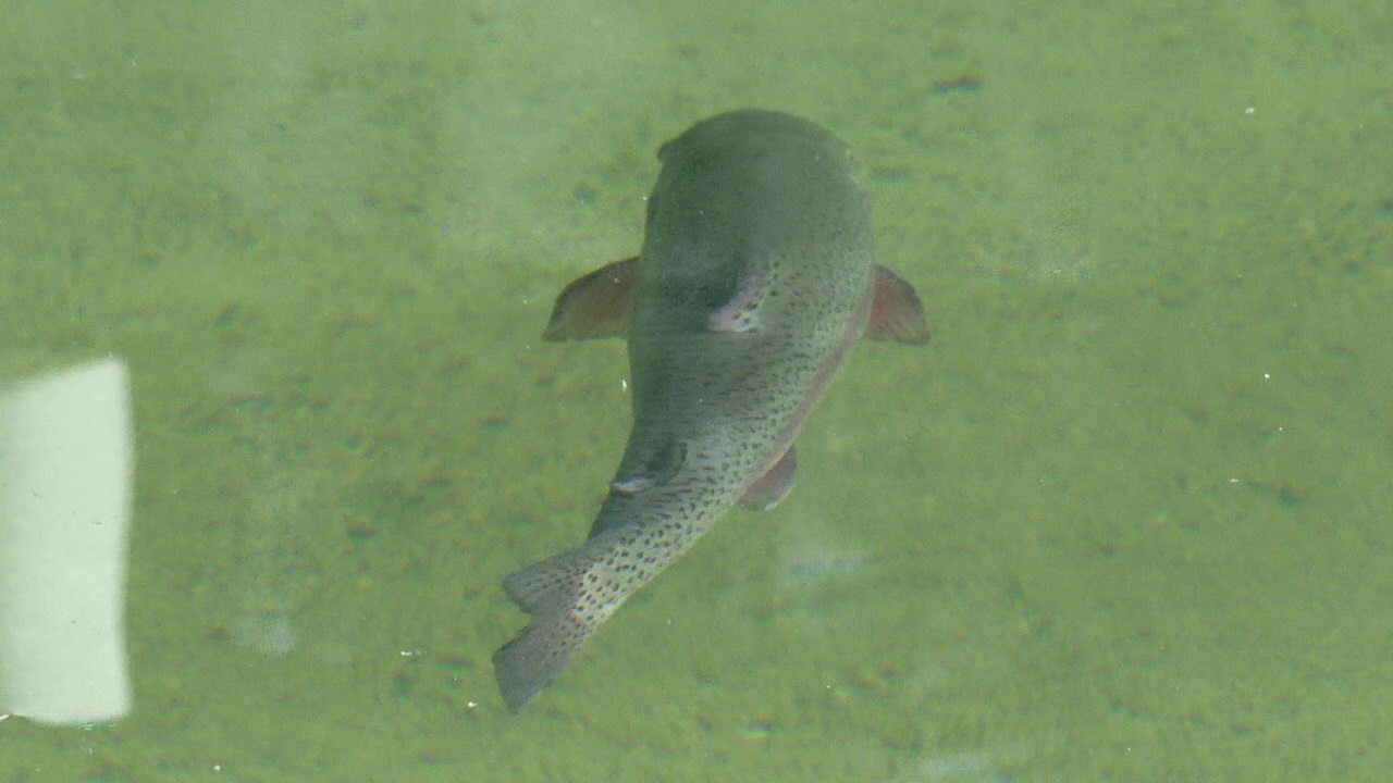 RAW: Minnesota DNR stocks pond at Minnesota State Fair