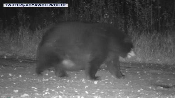 Hefty black bear spotted near Voyageurs National Park