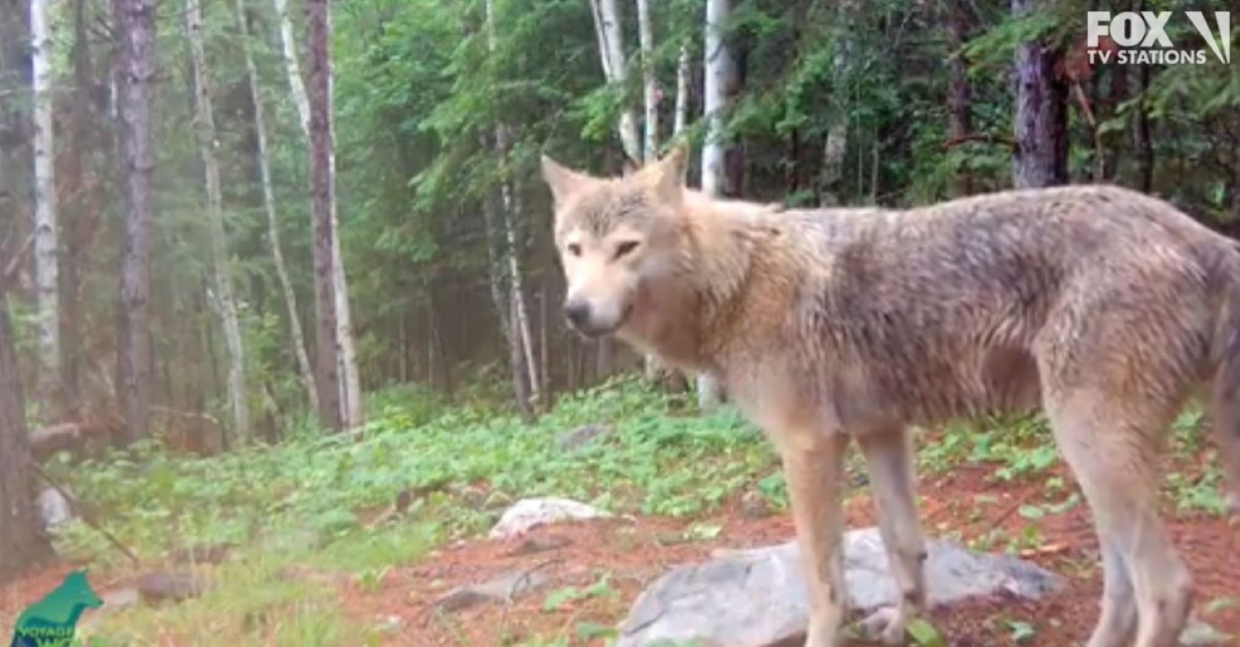 Rare 'blonde' wolf captured on camera by Minnesota researchers