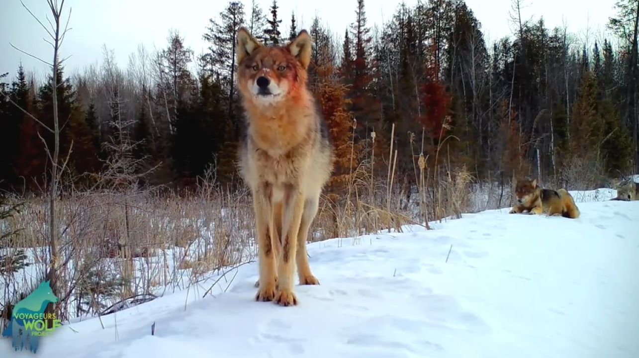 Montage of Minnesota trail cam footage by Voyageurs Wolf Project
