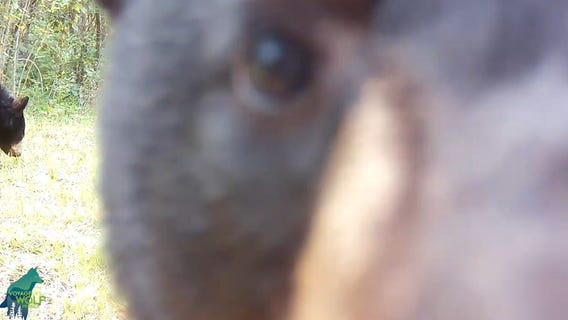 Bear cub adjusts trail camera with 'surprisingly good results'