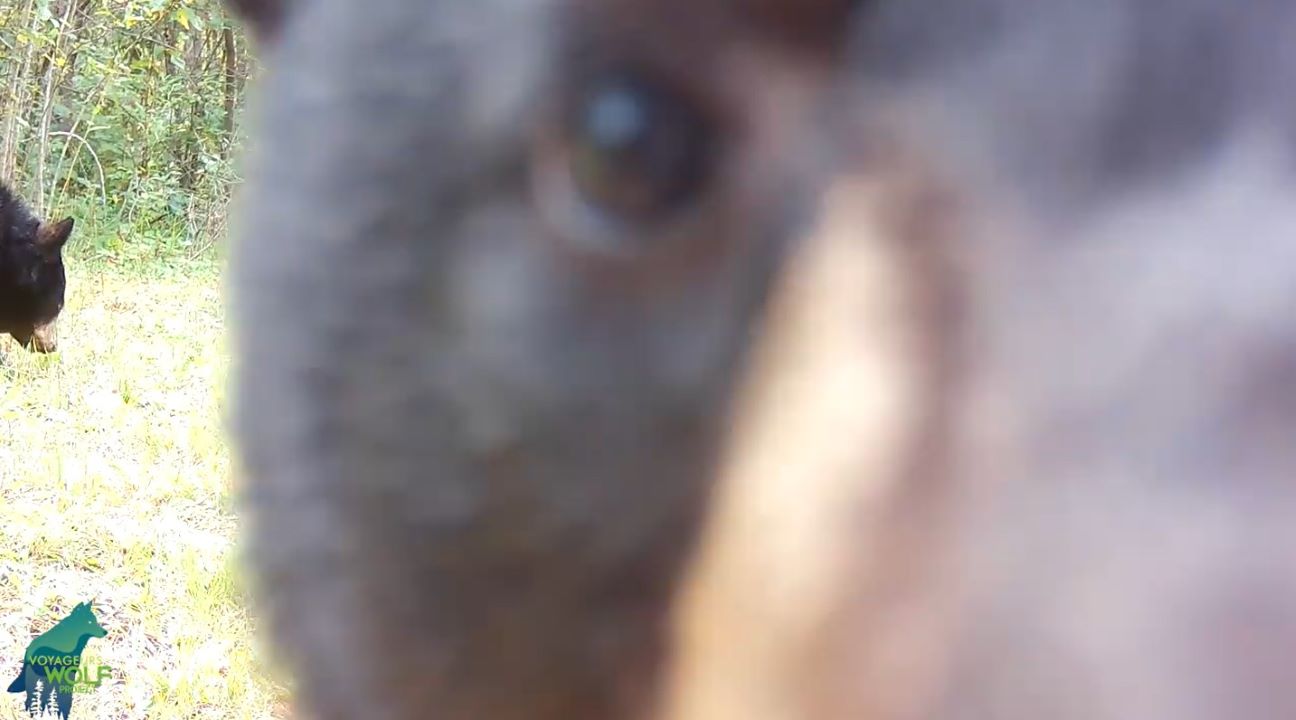 Bear cub adjusts trail camera with 'surprisingly good results'