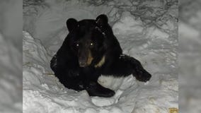 Bear stuck in ice in northern Minnesota