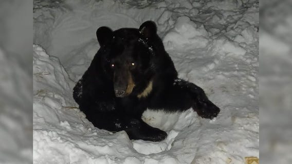 Bear stuck in ice in northern Minnesota