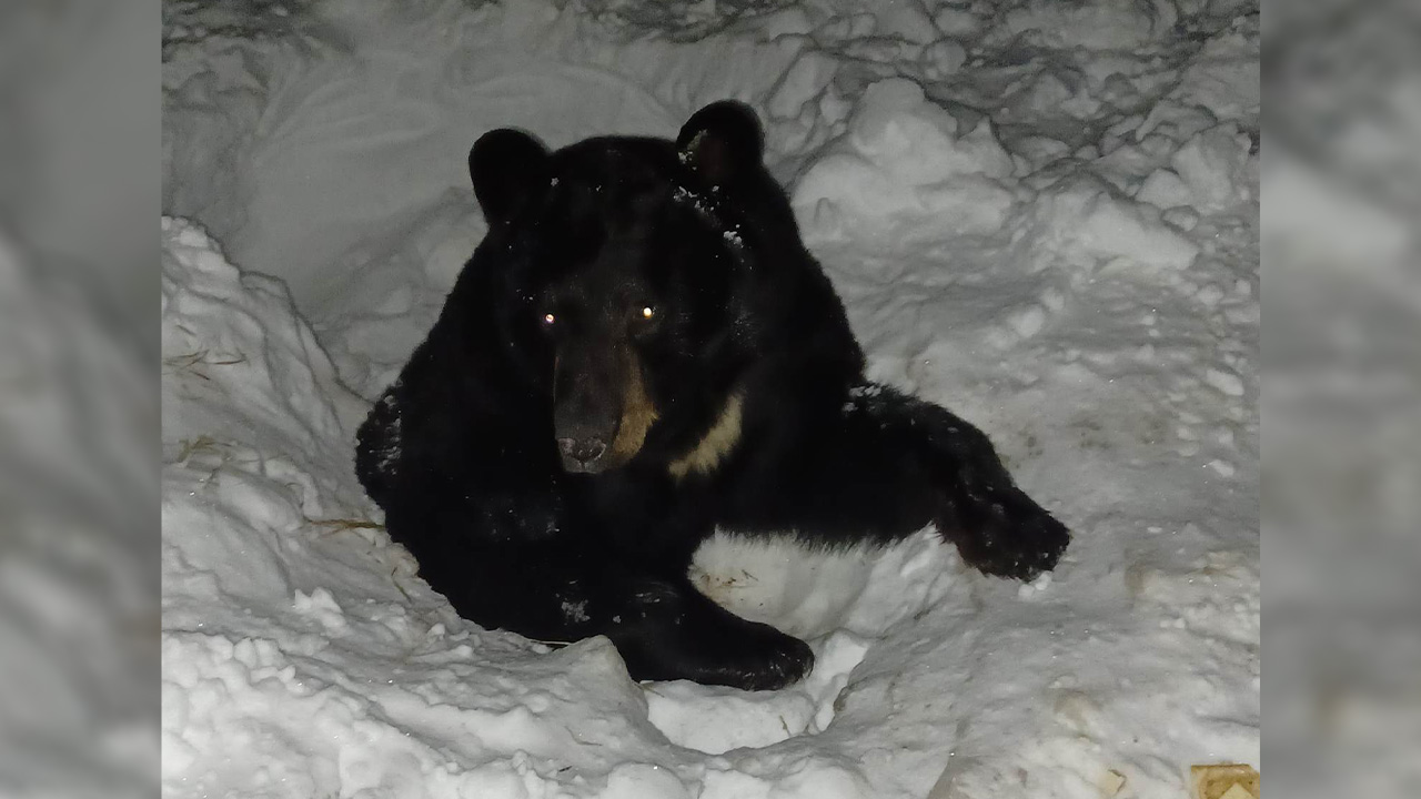 Bear stuck in ice in northern Minnesota