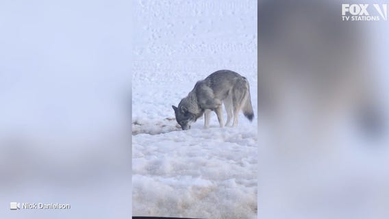 Wolf spotted snacking on deer near Clearwater, Minnesota