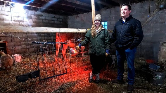 Minnesota farm's donkey has rare set of twin donkeys [extended cut]
