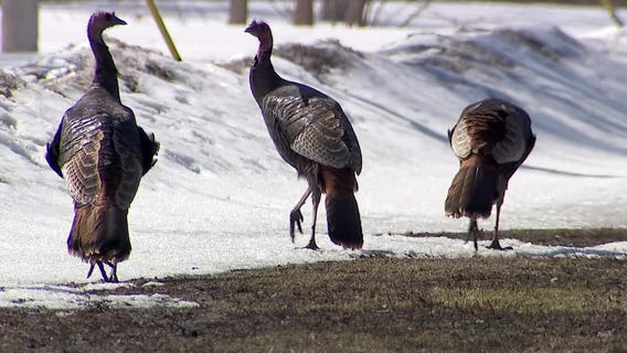 Turkeys strolling in the sun near Bde Maka Ska