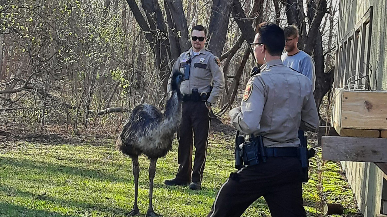 Emu on the loose in Washington County