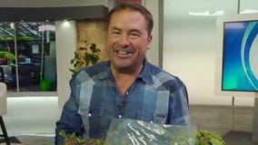 Answers to your most common garden questions