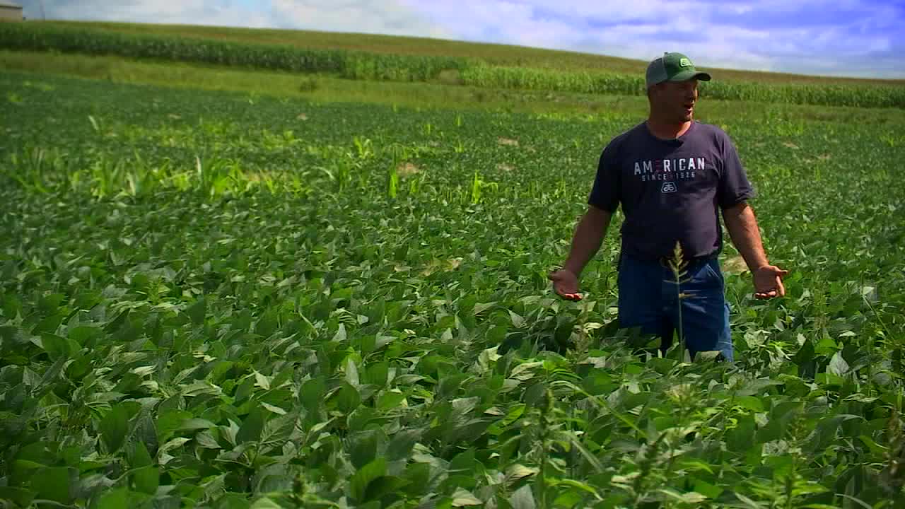 The Last Harvest: Caught in the Middle