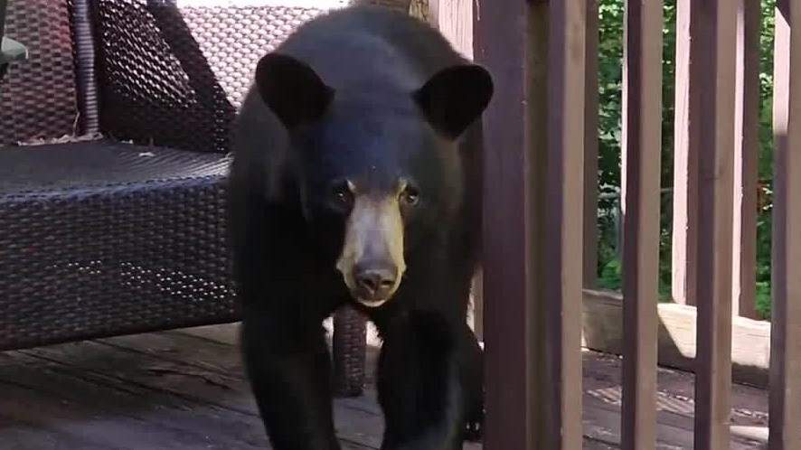 Bear surprises man relaxing outside