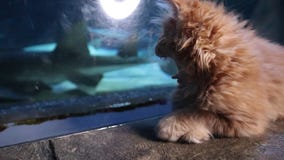 Kittens take a field trip to Sea Life
