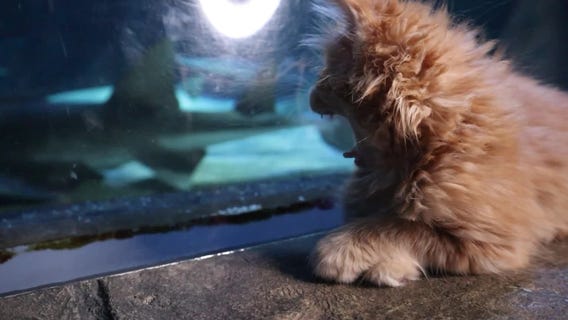 Kittens take a field trip to Sea Life