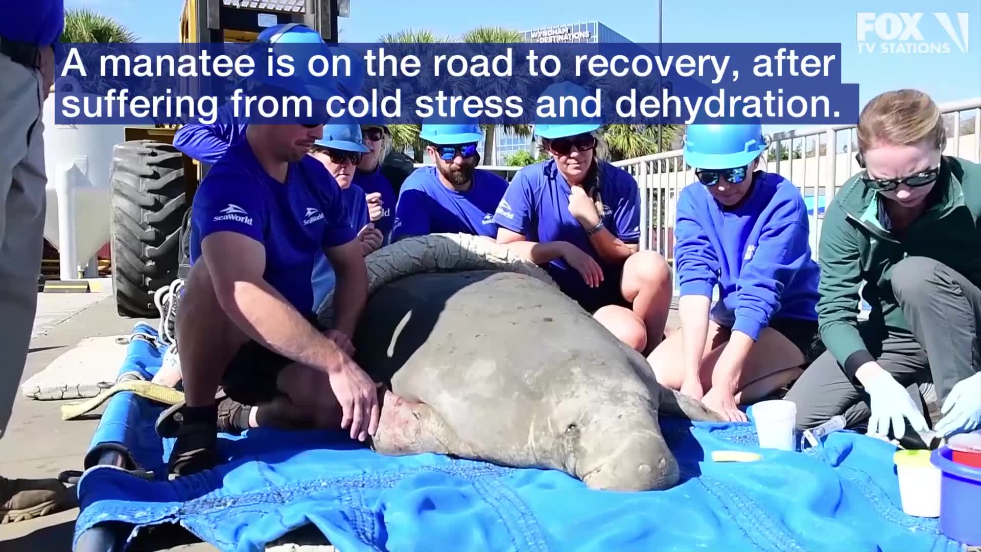 SeaWorld taking care of cold stressed manatee | FOX 35 Orlando