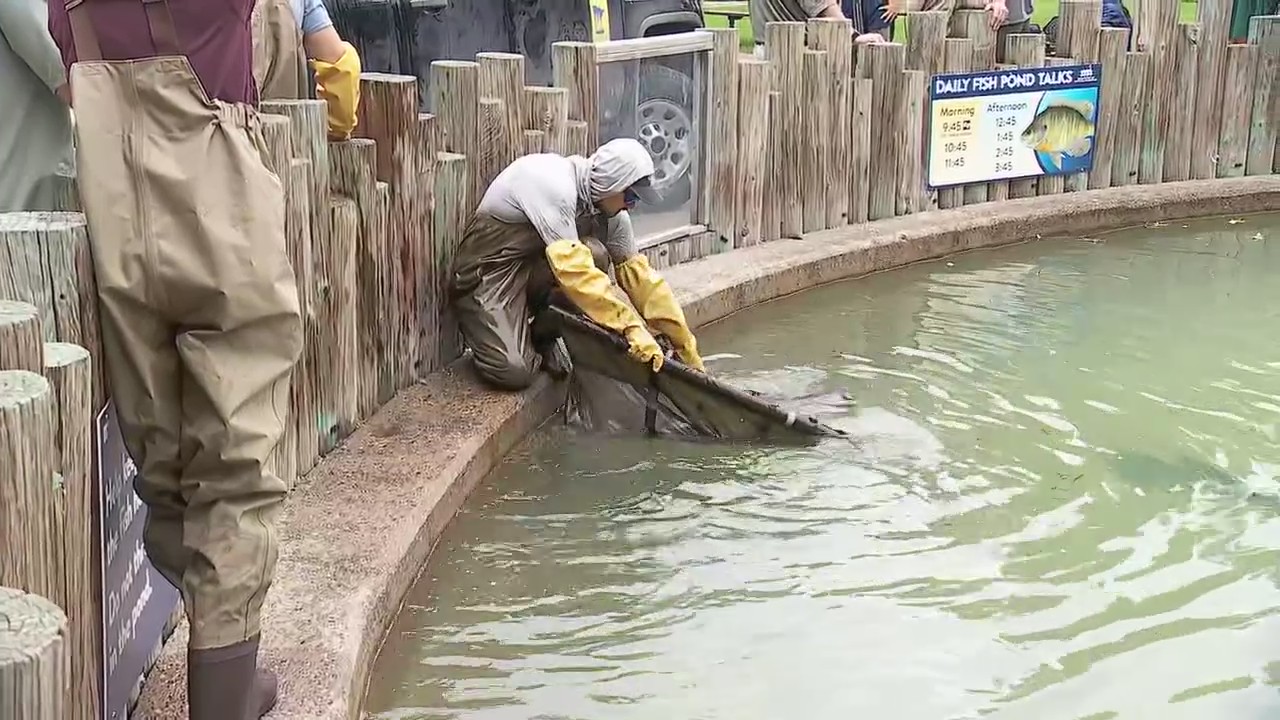 Stocking the fish pond at Minnesota State Fair