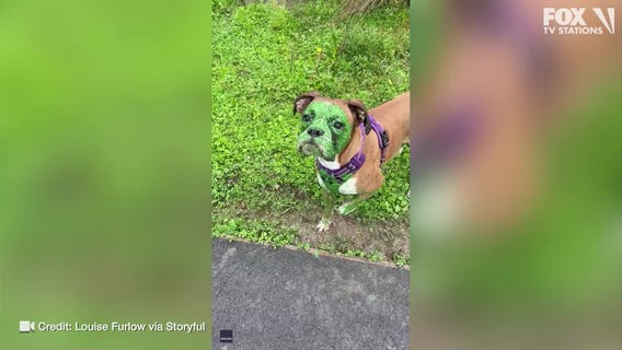 Dog looks like the hulk after swimming in lake