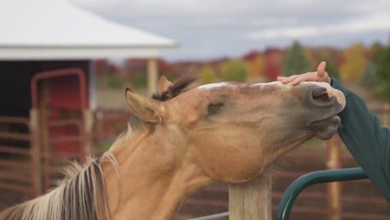 MN blind horse rescue in need of donations