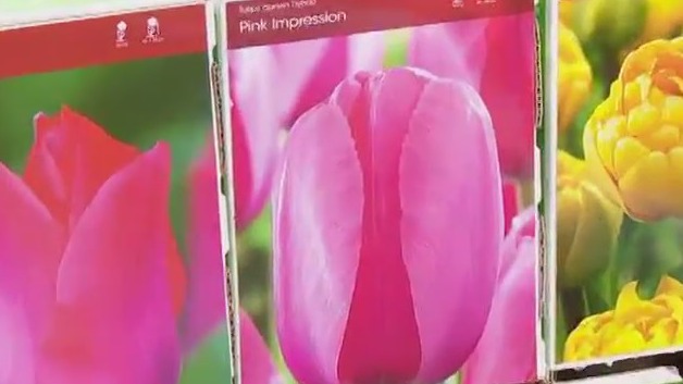 Planting spring bulbs in the fall