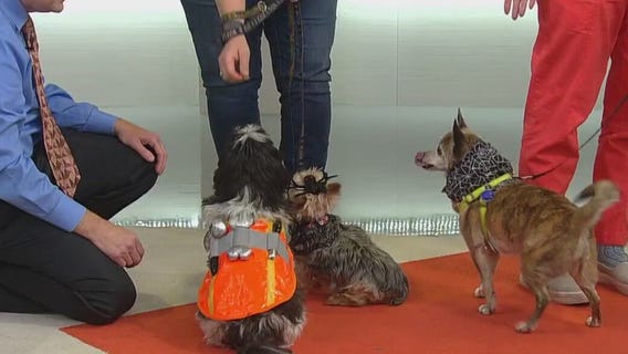 Preparing pets for Halloween