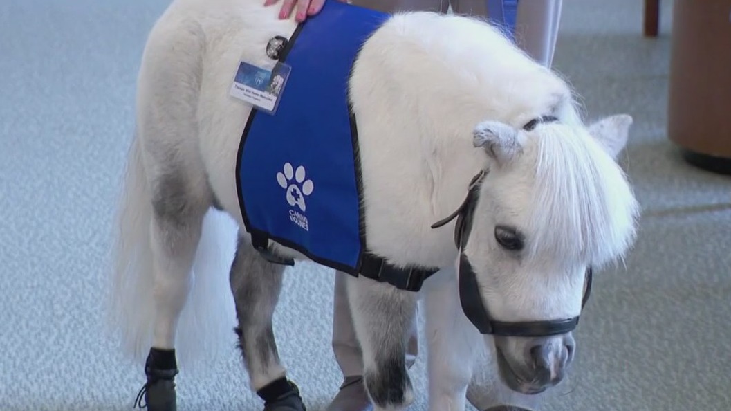 Mayo Clinic introduces new therapy mini horse | FOX 9 Minneapolis